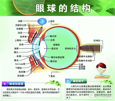 鸳鸯眼面相|图解鸳鸯眼面相的特点,探索鸳鸯眼人的命运吉凶